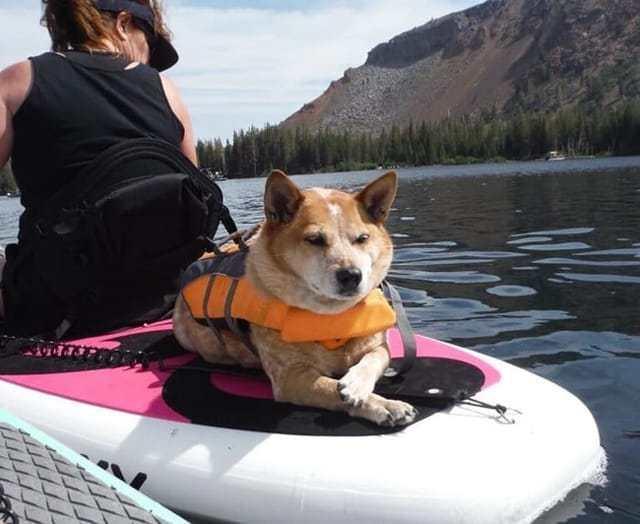 A dog laying on the back of a NIXY inflatable paddleboard