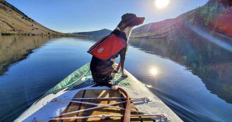 Dog riding on the front of an inflatable paddleboard in front of a scenic view.
