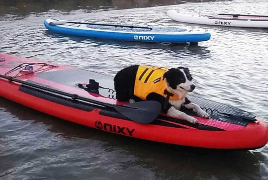 How to Paddle Board with your Dog